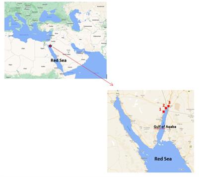 Non-native species in the north Gulf of Aqaba (Red Sea) revealed from environmental DNA